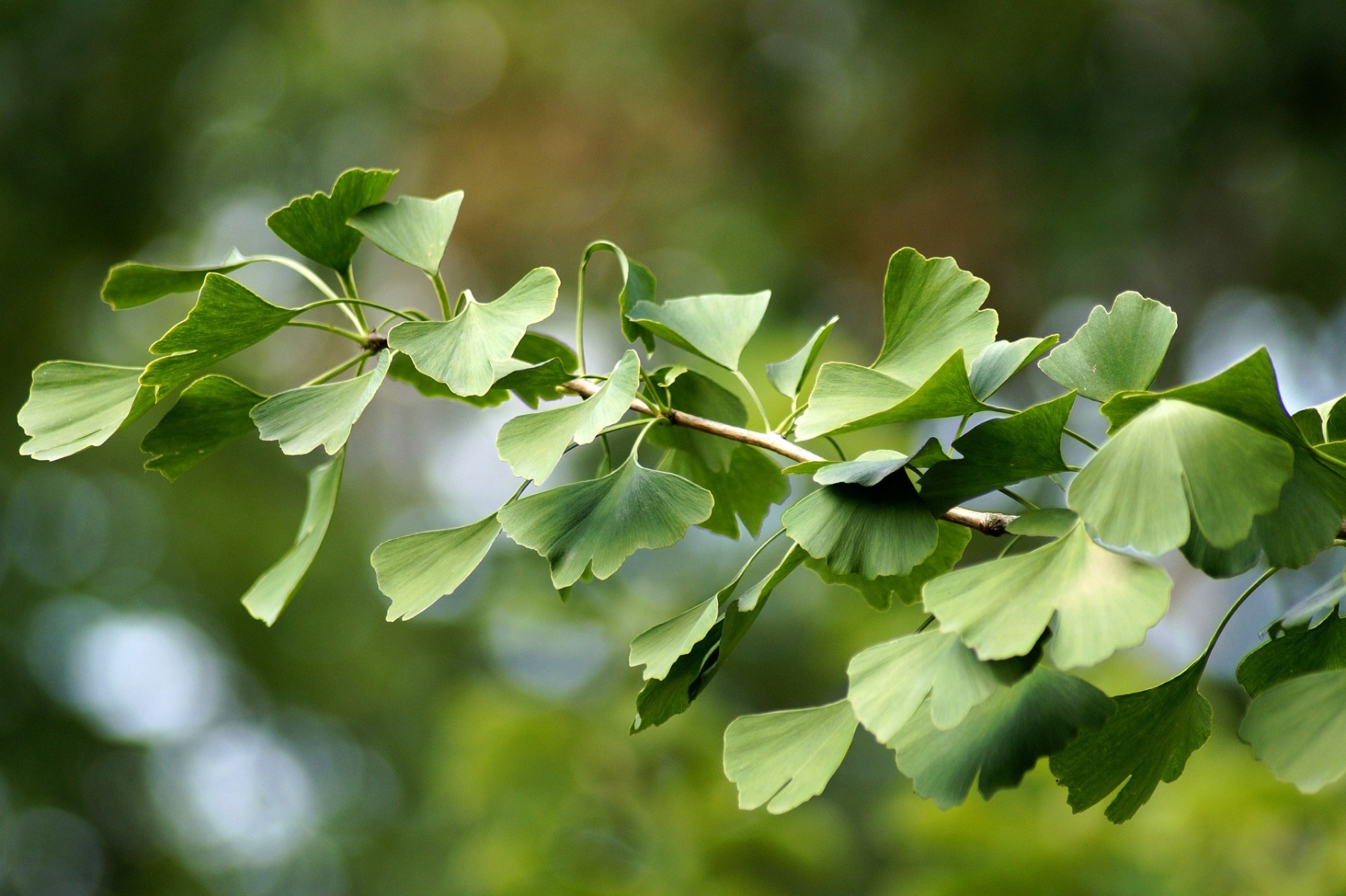 Zeliščni čaj Ginkgo biloba - Wolfberry